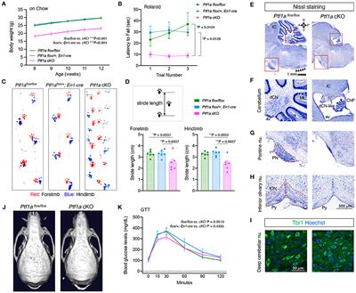 Mice Lacking Cerebellar Cortex and Related Structures Show a Decrease in Slow-Wave Activity With Normal Non-REM Sleep Amount and Sleep Homeostasis